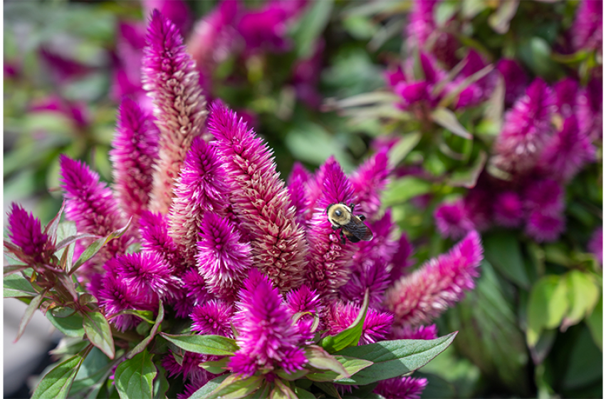 Annuals, McDonald Garden Center 